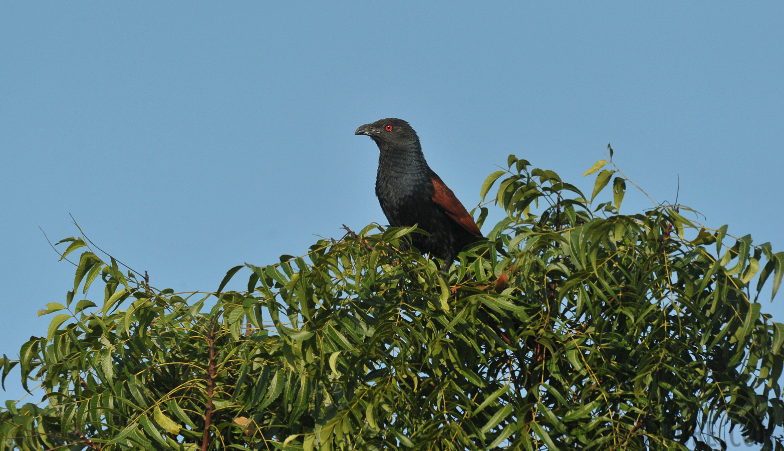 Centropus sinensis parroti [550 mm, 1/4000 sec at f / 8.0, ISO 1600]